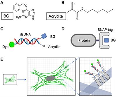 Application of SNAP-Tag in Expansion Super-Resolution Microscopy Using DNA Oligostrands